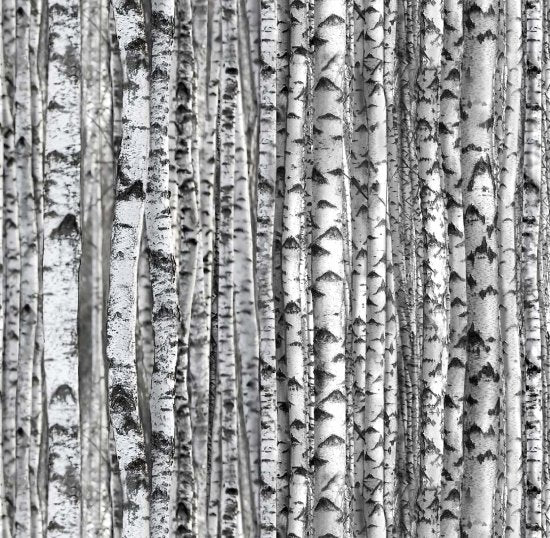 Landscape Medley Birch Trees