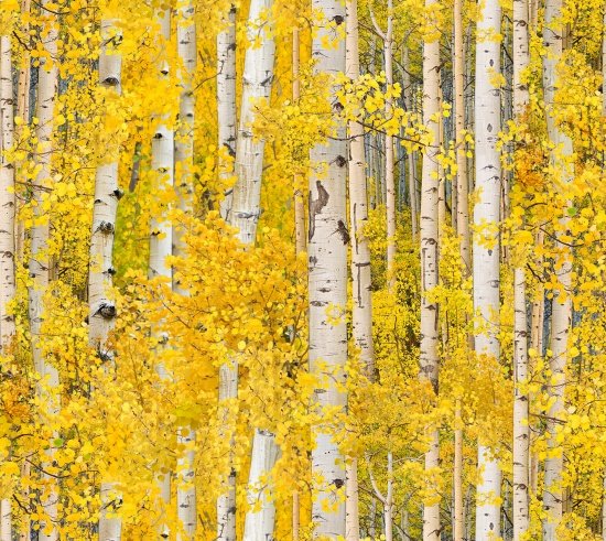 Landscape Medley Aspen Trees (Autumn)