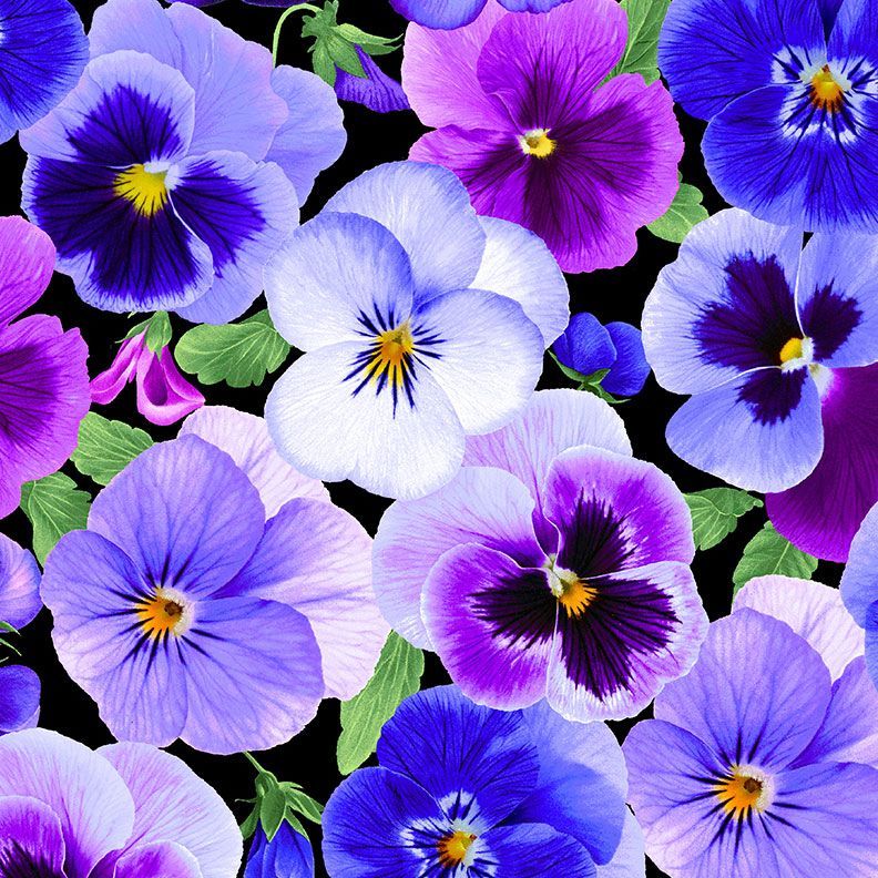Pansy Perfection Large Floral