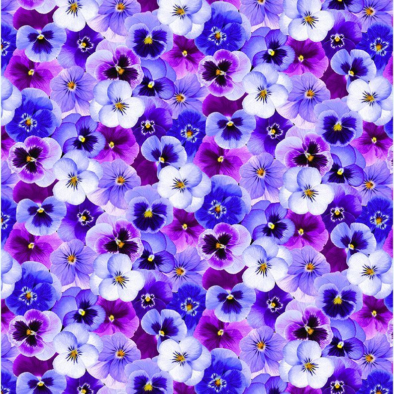 Pansy Perfection Pansy