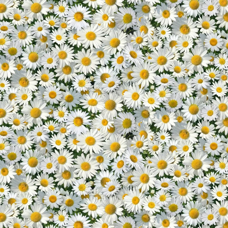 Landscape Medley - Daisies