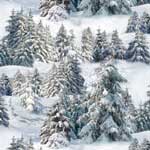 Landscape Medley - Snowy Trees