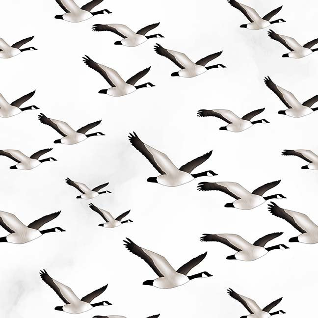 Glorious & Free - Canada Geese on White Grey